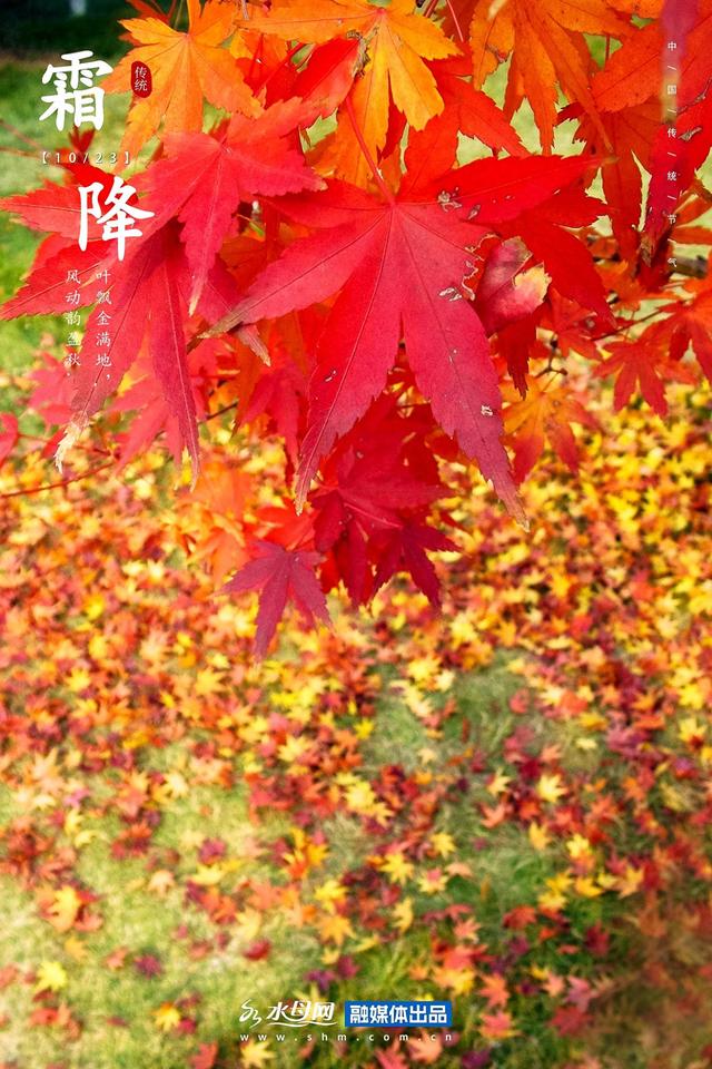 节气里的大美烟台｜霜降篇