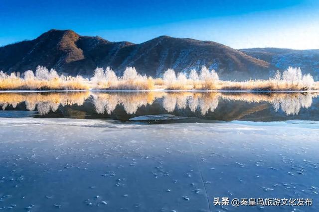 秦皇岛多地惊现雾凇奇观，玉树琼枝，绝美不输东北！