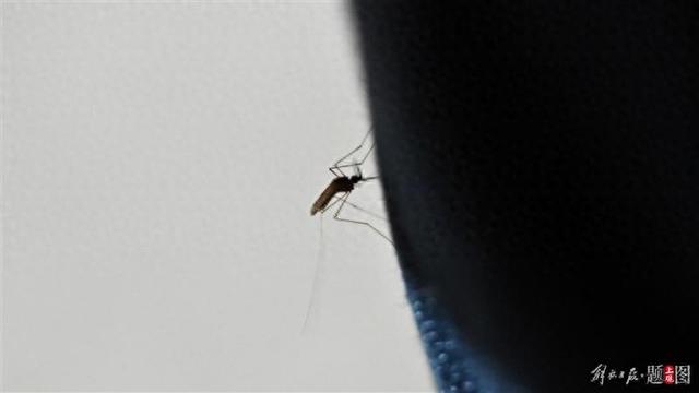佛山顺德确诊478例的“基孔肯雅热”是什么病？何时开始进入我国？