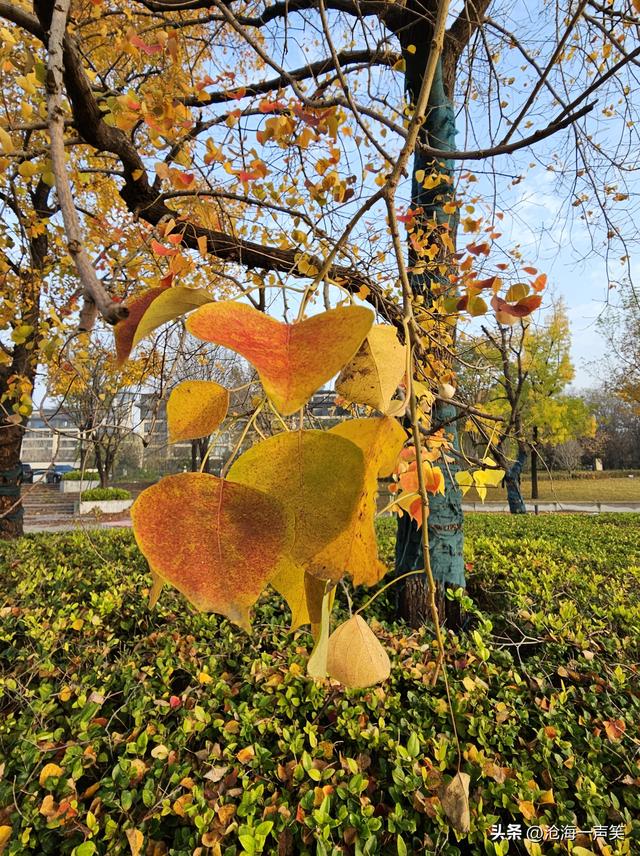 惊艳的乌桕叶，深秋不愿远去，冬天却渐渐来临，美景美色不容错过
