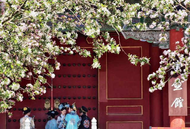 百年故宫 再续新章｜红墙内，绿韵生