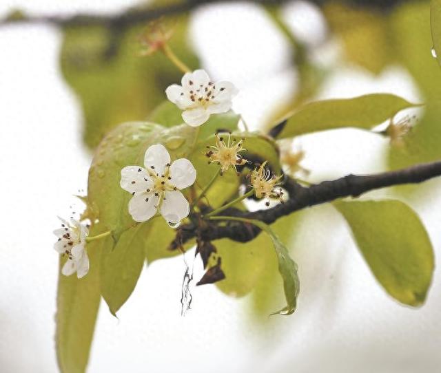 巢湖市一公园梨花“反季”开放 专家：气温异常催花发