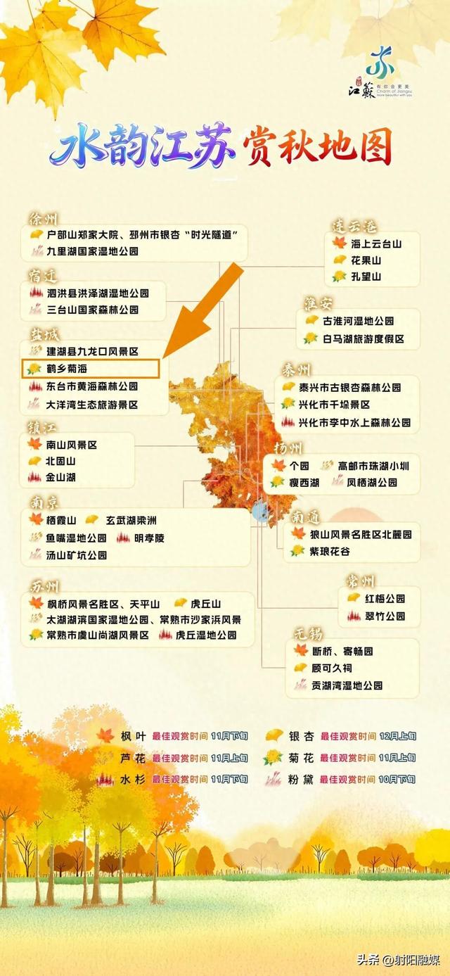 秋游射阳，这片菊海藏不住了！