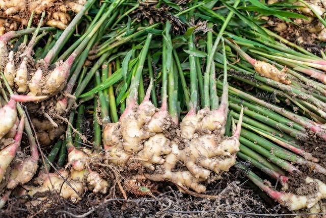 生姜和韭菜捣碎，咱们老一辈人传统做法，真是高手在民间，收藏了