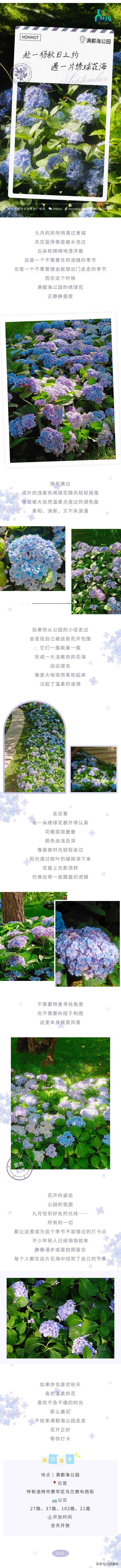 美到无需滤镜！呼和浩特这片绣球花海，就像走进电影画面！