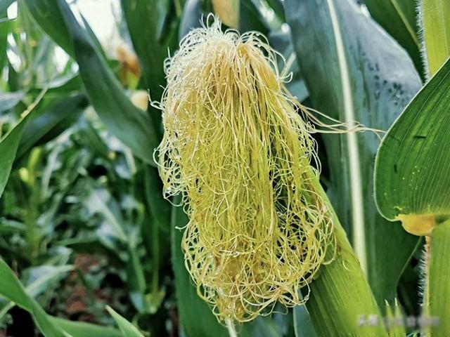 玉米须用陈醋泡7天，试了3天很管用，老祖宗的土方法，太实用了