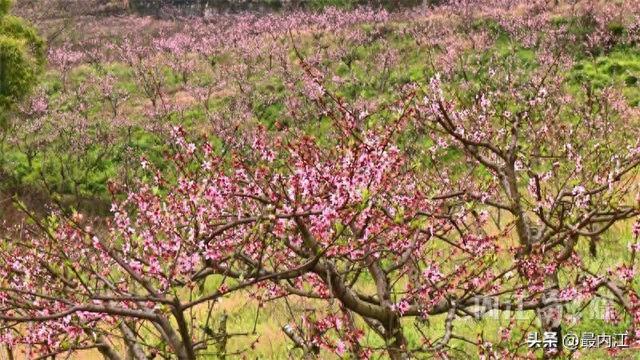 花开成海！内江高屋村桃林正在刷屏朋友圈