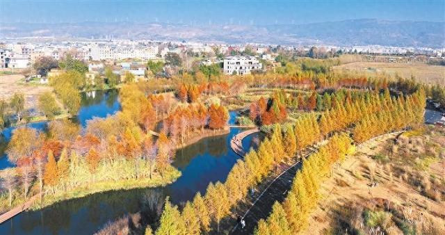 初冬的曲靖城红枫似火 黄叶如金