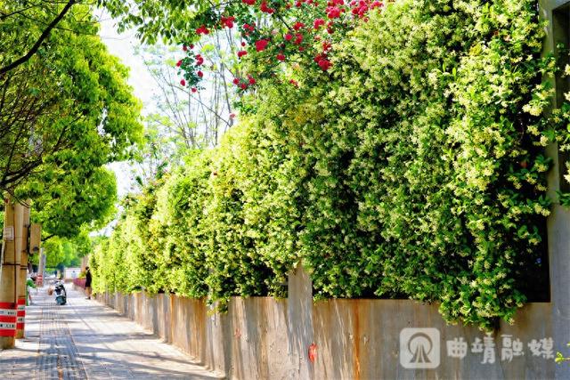 满墙花香醉行人！麒麟区风车茉莉绽放 成新晋网红打卡地