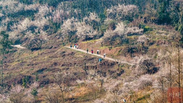 C视觉︱速来 大邑雁鹅村3000亩青梅花海已上线