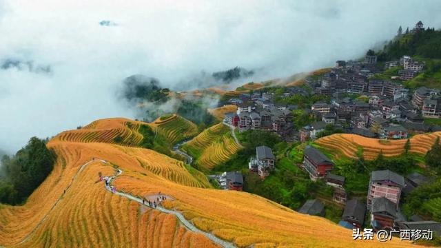 龙脊不“剪”秋,梯田收割正当时快来体验~ 龙脊不“剪”秋,梯田收割正当时快来体验~