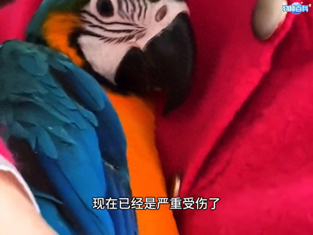 男子倒垃圾的时候，居然在垃圾桶里，发现一只五彩鲜艳的大鹦鹉