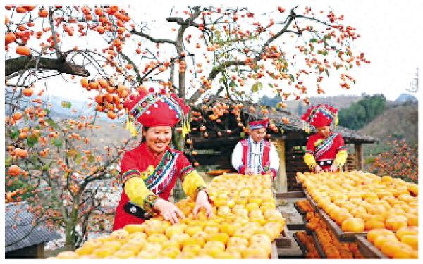 水果产品结构优化（桂林水果产业两区七带提质增效迎丰收）