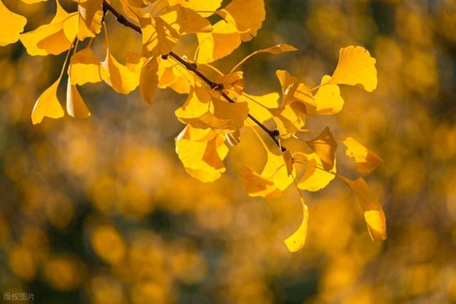 银杏 梧桐 落叶