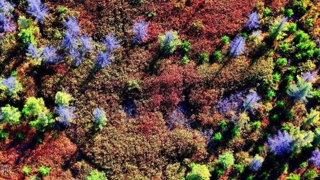走进赤峰马鞍山林场 邂逅绚烂山林秋色