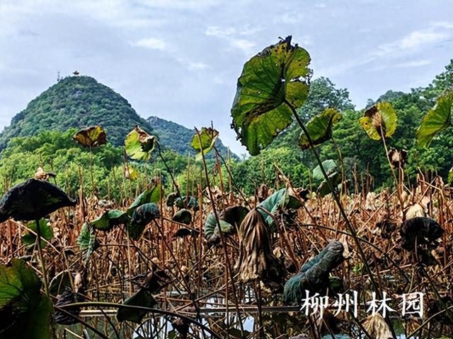 柳州市都乐公园柳湖“残荷听雨”别有韵味
