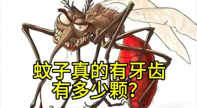 蚊子有多少颗牙（蚊子真有牙齿揭秘蚊子的牙齿与吸血秘密）