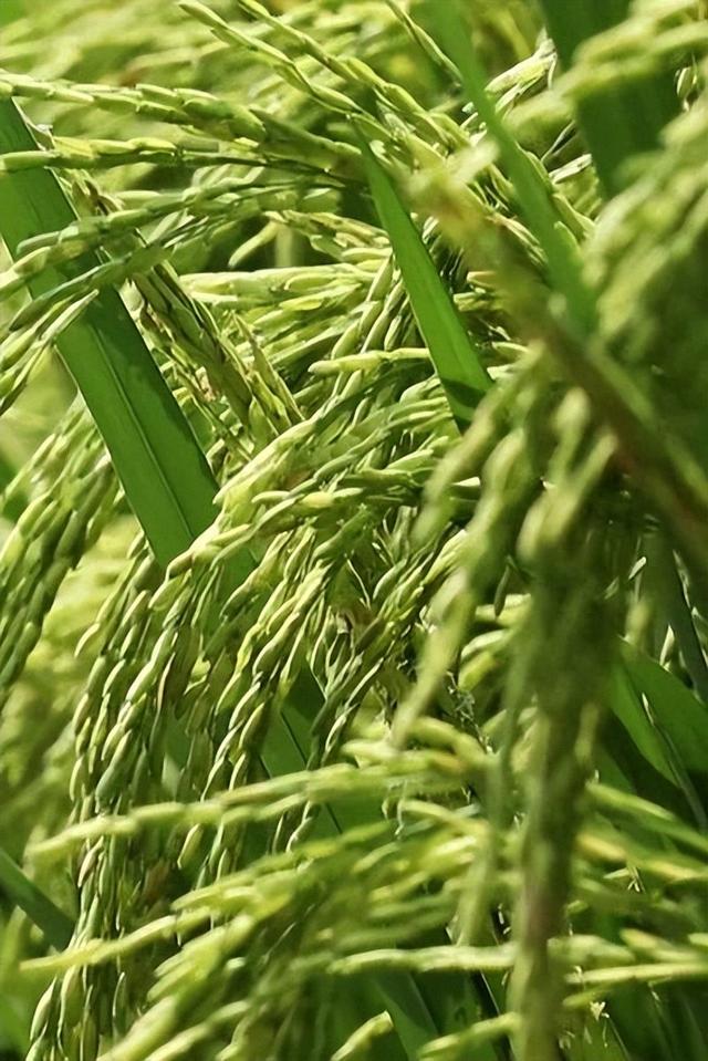 秋崃｜在邛崃的旷野，感受生活的“松弛感”