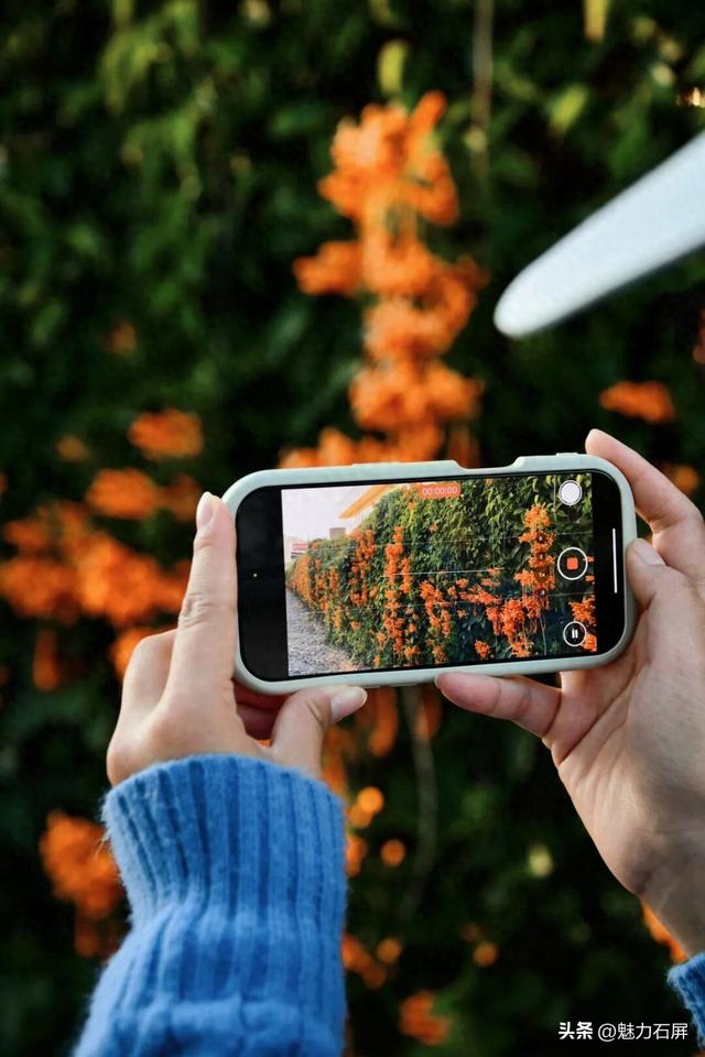 超治愈~石屏这片炮仗花海藏不住了🧡