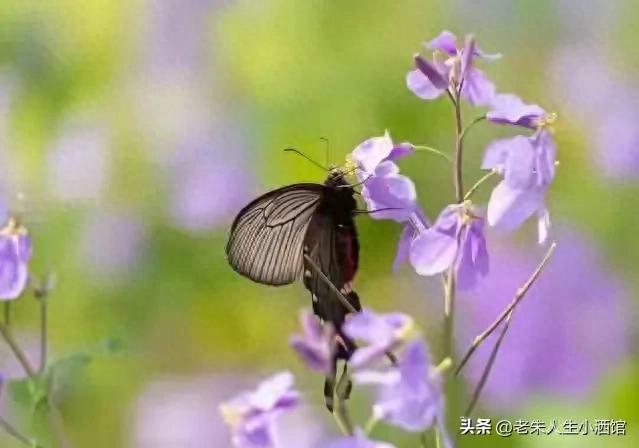 我搭伙过3个女人，发现女人过了55岁还找男人，无非就3个原因