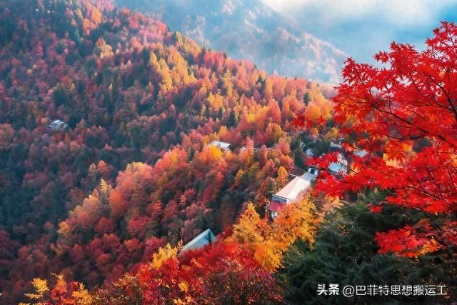 秋叶红了，红叶谷自驾约起来