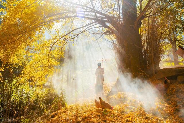 河南千年银杏黄了！没门票停车费，2个打卡地携若干免费景点美了