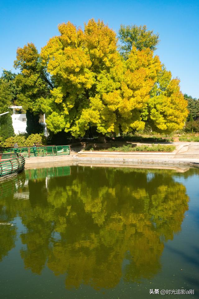 石家庄植物园的网红树，秋日里的鎏金童话