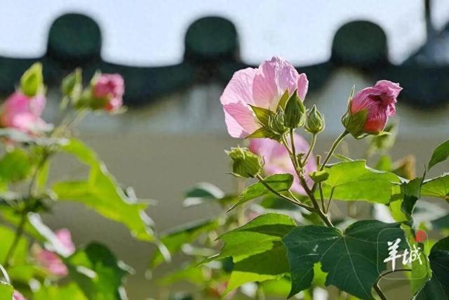 盛花期！流花湖畔迎来“冬日浪漫”！
