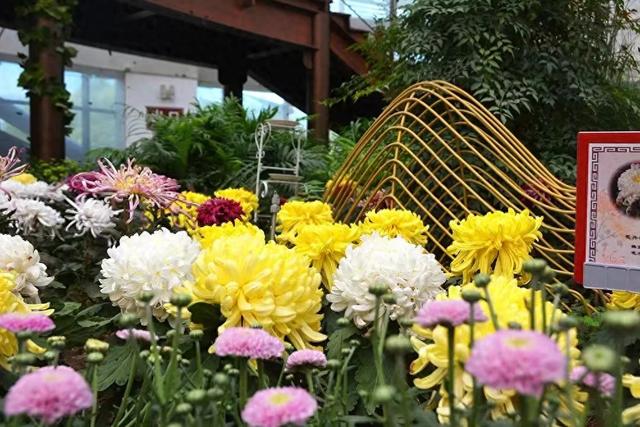 北京国际鲜花港明起恢复开园，菊花文化节周六启幕