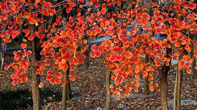 【潍坊寿光】菜乡冬韵：诗意初冬 五彩斑斓