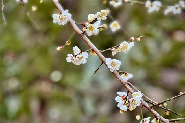 南北湖踏春，穿梭于依山傍水的油菜花海！