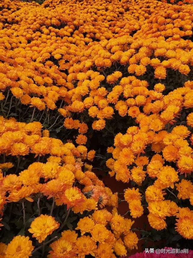 秋野里的黄金浪，是季节写给大地的情诗！