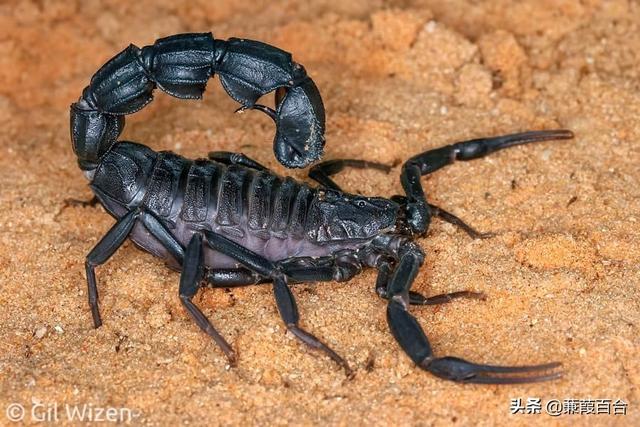 昆虫战争攻略（昆虫被用于战争的10种令人震惊的方式）