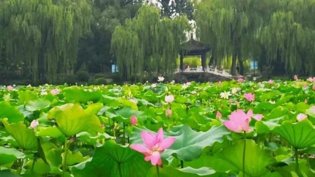 近期公园暑期游园文化活动