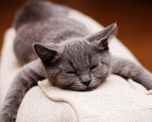 奥特曼之猫咪宝宝（自从猫咪有奥特曼陪伴后）