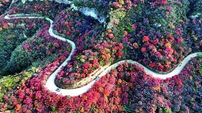 观景赏艺 一路芬芳燕赵间