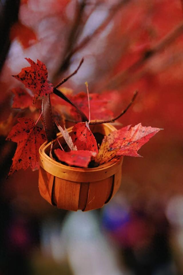 红透了！青白江初冬“顶流”已上线→