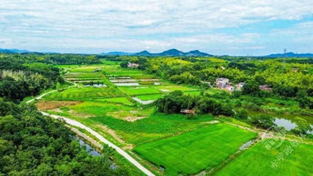 湖北赤壁：蓝天白云映绿野 碧水金稻漫山岗