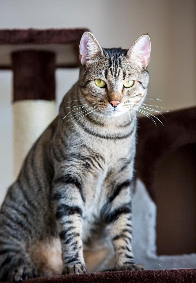 中华狸花猫特点（别把普通狸猫当 顶级真正中华狸花猫有 5 大特征）