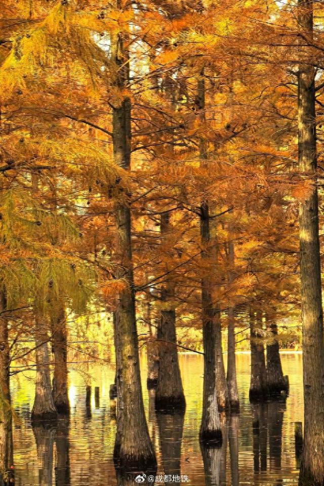 来白鹭湾湿地公园收集一季候鸟与杉影