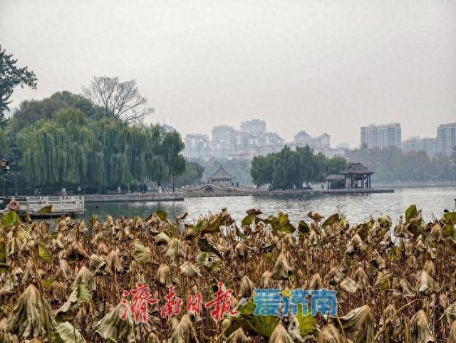 立冬时节，明湖残荷别样美