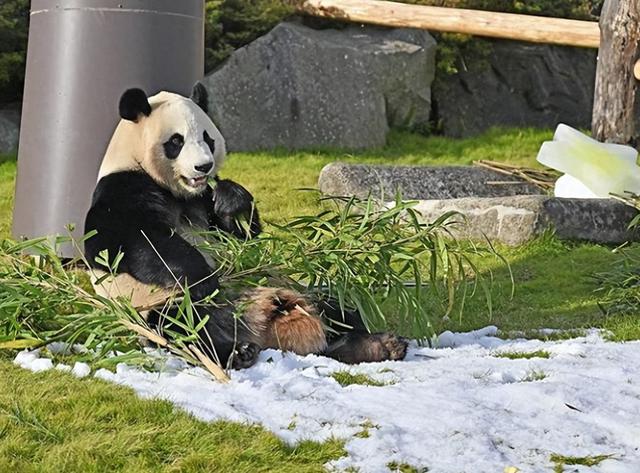 最后两只熊猫打包回国，高市早苗一句狂言，换300亿日元天价账单