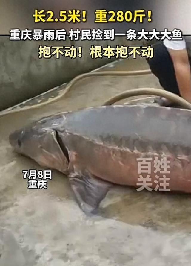 重庆暴雨后村民捡到280斤大鱼！