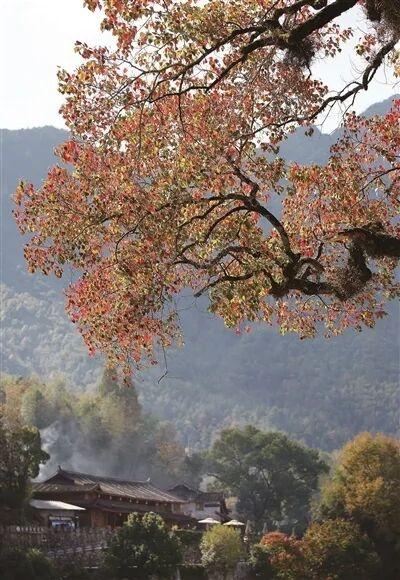 温州的深秋之美，在深山