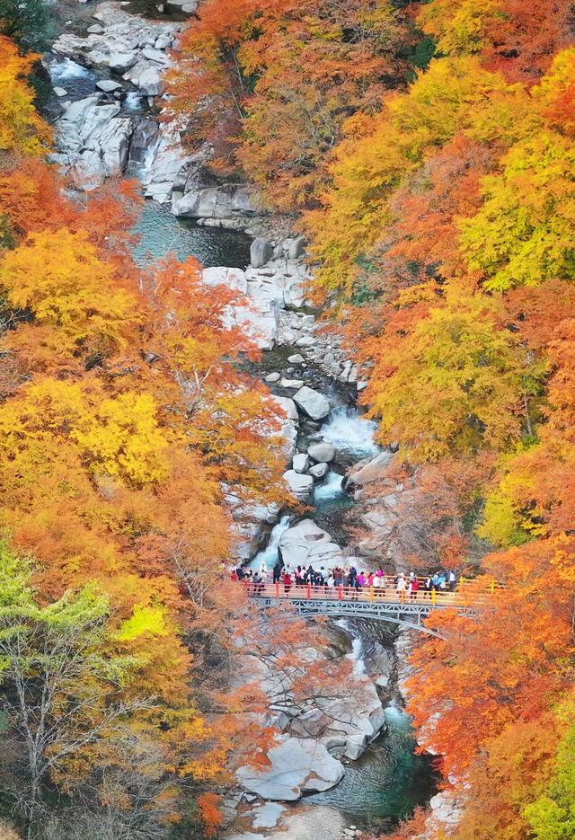 图片新闻｜四川巴中：光雾山红叶引客来 “黄金走廊”串起秋日盛宴