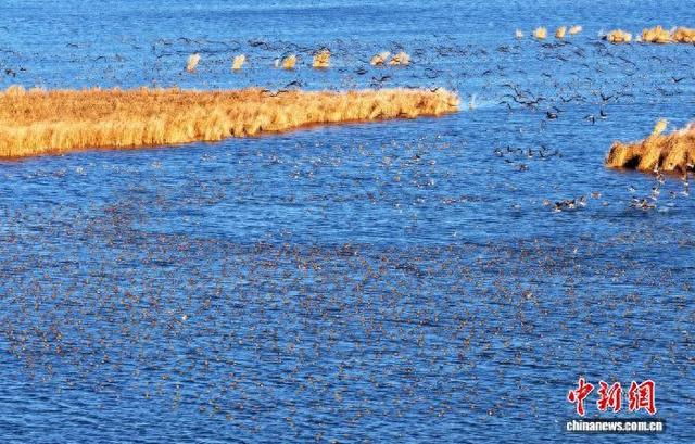 “京津冀最美湿地”迎候鸟迁徙高峰 “观鸟游”升温