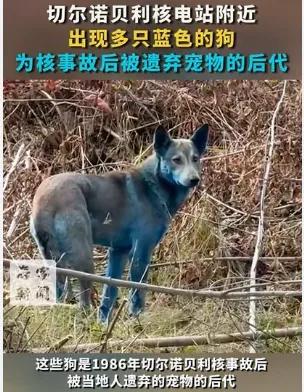 突变?切尔诺贝利发现蓝色的狗!是被核辐射变异了吗?