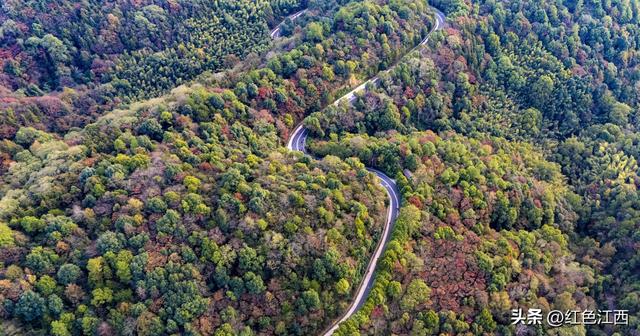 初冬仰天岗层林尽染 市民漫步乐享冬韵