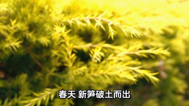 关于胸有成竹的故事（成语故事胸有成竹）