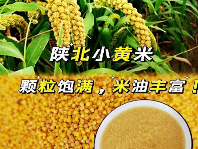 小黄米的营养价值及功效（粗粮细作秋季食用黄米的好处及做法）